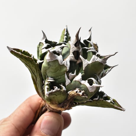 CATEGORY チタノタ 姫厳龍 | RAFLUM / ラフラム｜東京、大阪の塊根植物