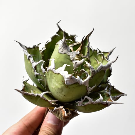 アガベシーザー | STORES