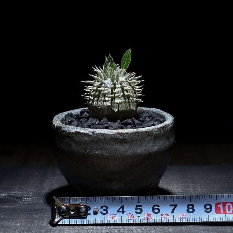 パキポディウム・デンシカウレ 