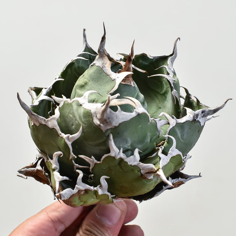 アガベ　黒鯨　白鯨　選抜株 アガベ 黒鯨 白鯨 選抜株 アガベ 黒鯨のニセモノに注意！購入