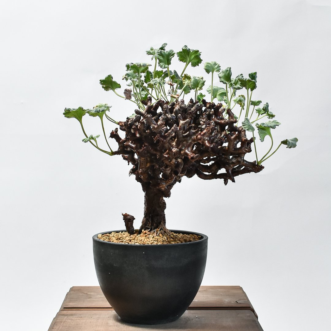 泉*様 ペラルゴニウム ミラビレ 現地球 大株 71PM 泉*様 ペラルゴニウム ミラビレ 現地球 大株 71PM