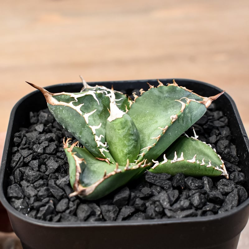 アガベ　チタノタ　国産 Lj_plants】Q991 激レア高級品種 アガベ チタノタ FO-076