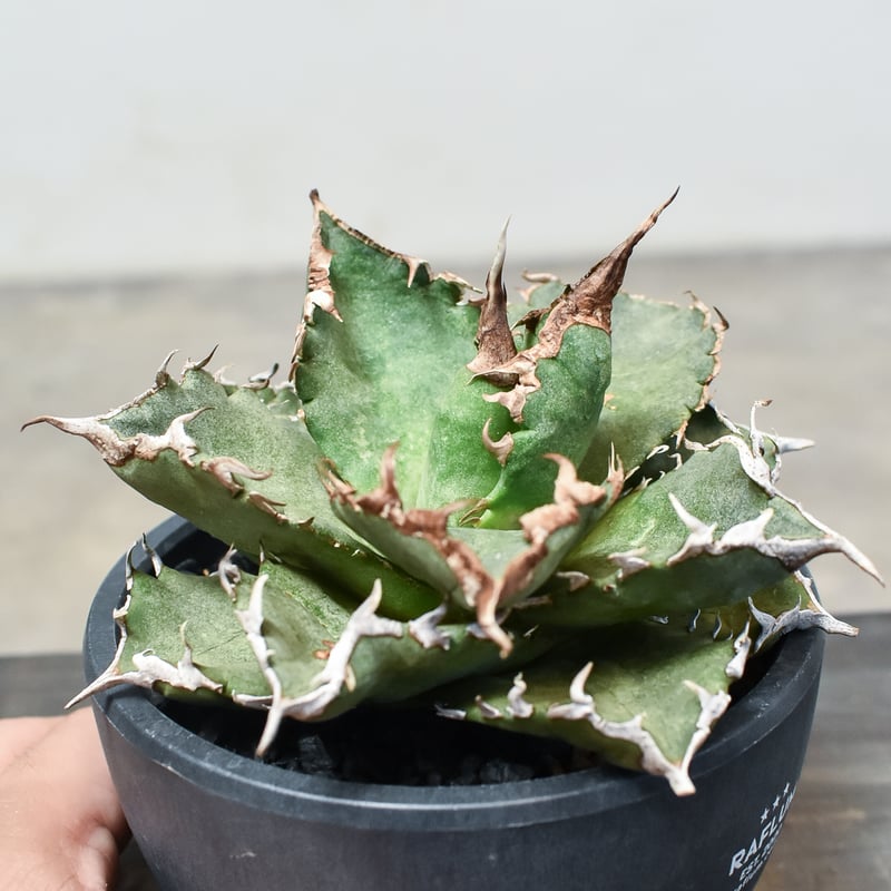 アガベ チタノタ 