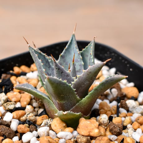 アガベ ハイブリット "邪霊" (特白肌怒雷神×血妖) 【台湾botanical_seeker産】RF25011430