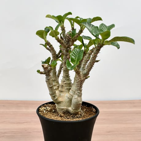 国内　実生　ウィンゾリー　大株 パキポディウム・ウィンゾリー 実生 大株【D93】 Pachypodium