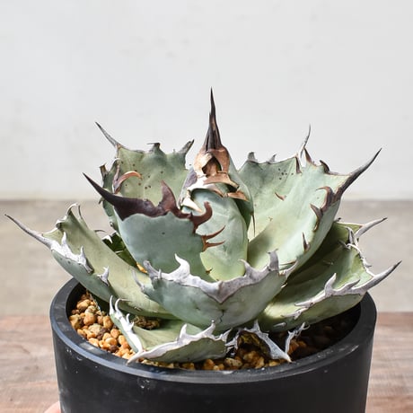 アガベ鳳凰　チタノタ　オテロイ 楽天市場】アガベ・オテロイ(チタノタ・グリーン） 3号ロング