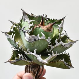 8月8日(木)20:00~】台湾ベルリン産の麻花龍やシーハオ産のキングの成株