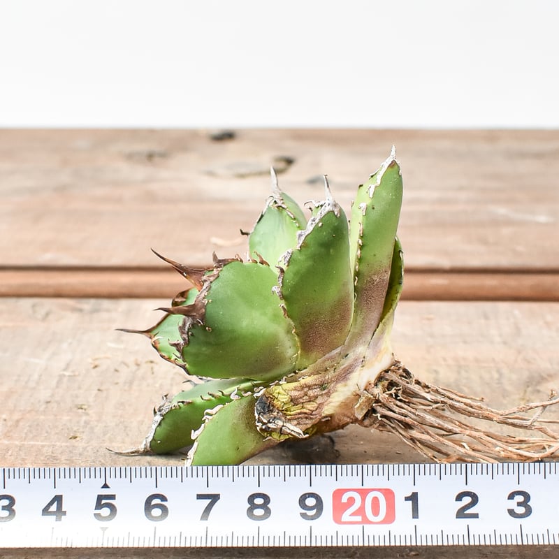 1786 アガベ UFO 台湾輸入仔株 オテロイ agave titanota 1786 アガベ UFO 台湾輸入仔株 オテロイ agave titanota 1786