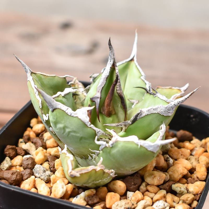 アガベ チタノタ 