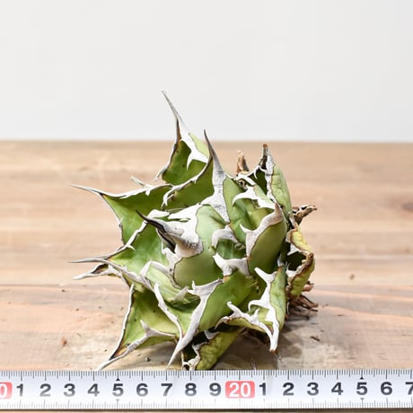 アガベ チタノタ "精品ハデス" / 精品黒帝斯、精品恐竜牙歯 【台湾 dragon agave産/中株/抜き苗】G RF25011509