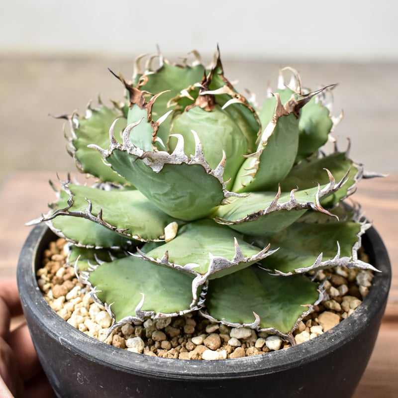 アガベ チタノタ フィリグリー