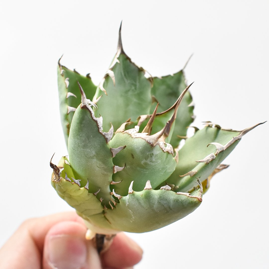 アガベ Dennis hybrid 甲妖x鬼爪（isthmnensis x utahensis