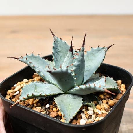 アガベ ハイブリット 日系イシスメンシス×象牙妖炎（陽炎エボリ）【台湾botanical_seeker産】RF25011391