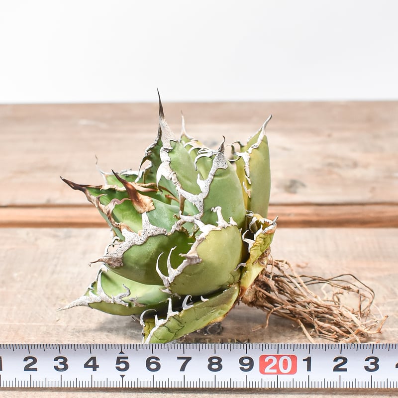 アガベ チタノタ シーザー　抜き苗 アガベチタノタシーザー抜き苗