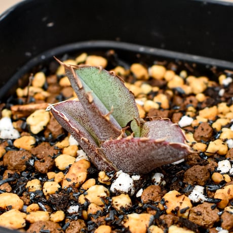 【RAFLUM育成株 5個セット】アガベ Mexico oteroi seeding / オテロイ実生 メキシコ産  【RAFLUM産/実生/子株】A2