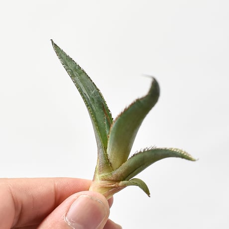 アガベ  "グリーンブル"/ "緑牛" 【台湾 dragon agave産/発根済み/子株】H DGC2410018(T)