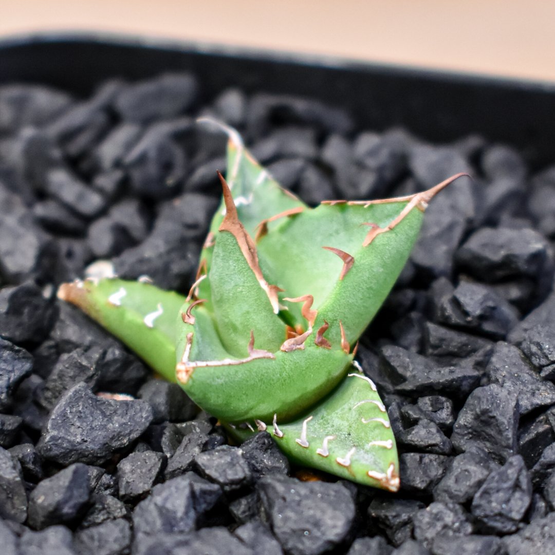 アガベ ホリダ　Dennis白中斑　特選 アガベ ホリダ Dennis白中斑 特選 ミニ白中斑ホリダも順調に展開して