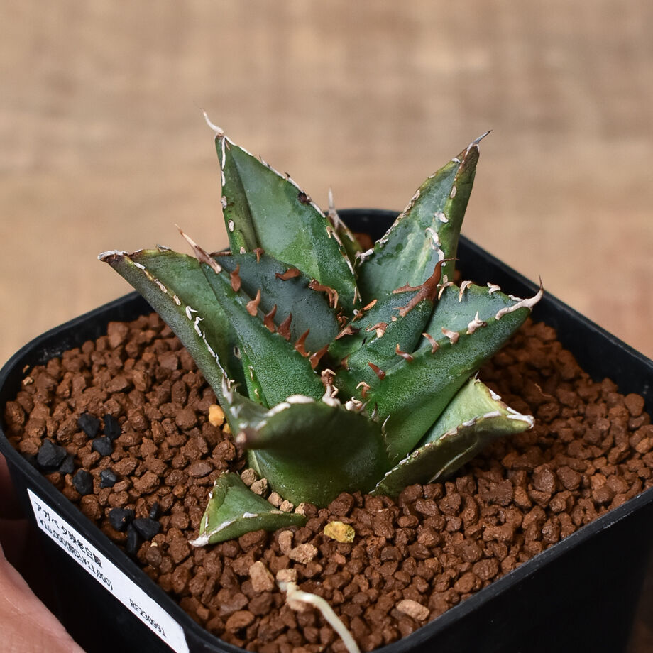 アガベ チタノタ 