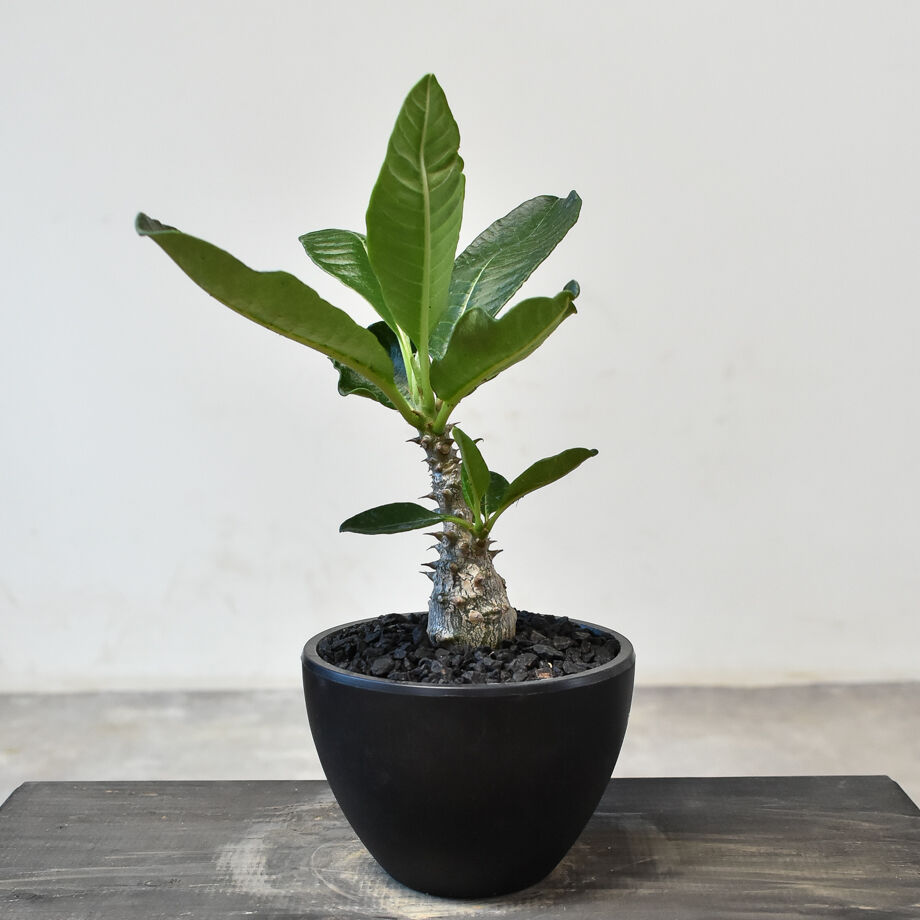 パキポディウム ウィンゾリー （実生）RF231720(T) | RAFLUM