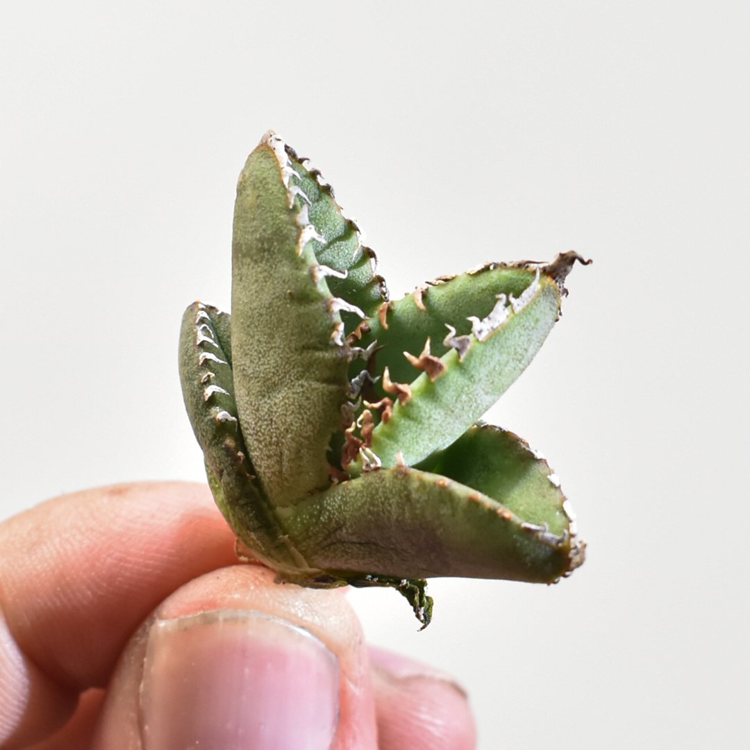 アガベチタノタ　麻花　中株　cho産 アガベチタノタ麻花龍 | STORES