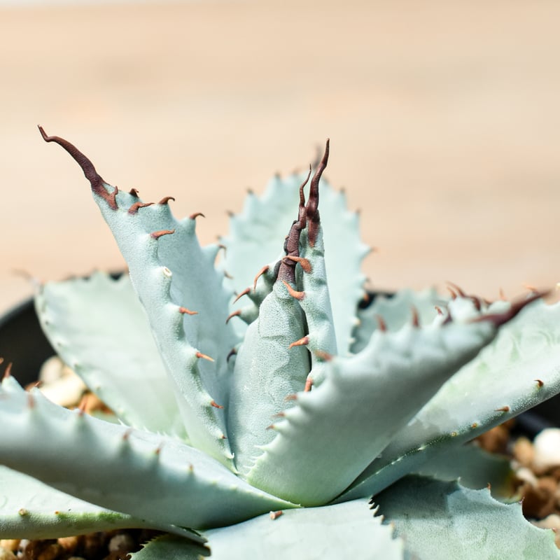 アガベ ハイブリット 雲虎甲蟹×象牙妖炎(モコイシス×陽炎エボリ