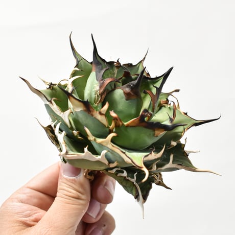 アガベ チタノタ "精品ハデス" / 精品黒帝斯、精品恐竜牙歯 【台湾 dragon agave産/中株/抜き苗】B DG25010347