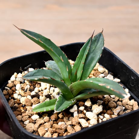 CATEGORY アガベ チタノタ DENNIS020 | RAFLUM / ラフラム｜東京