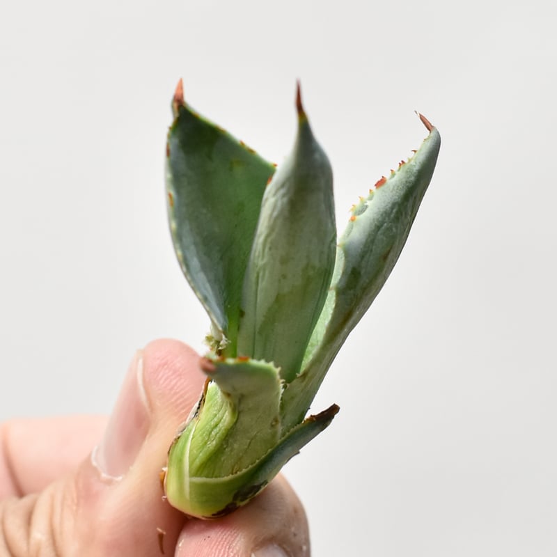 アガベ ハイブリット 