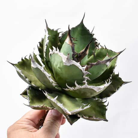 アガベ シャークソード大株美形黒鉢