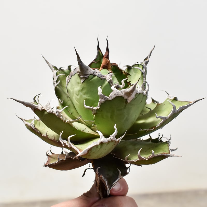 チタノタシーザー　台湾lize産　凱薩 大株 アガベ チタノタ シーザー / 凱撒 【台湾産/中株/抜き苗】B DG2400575