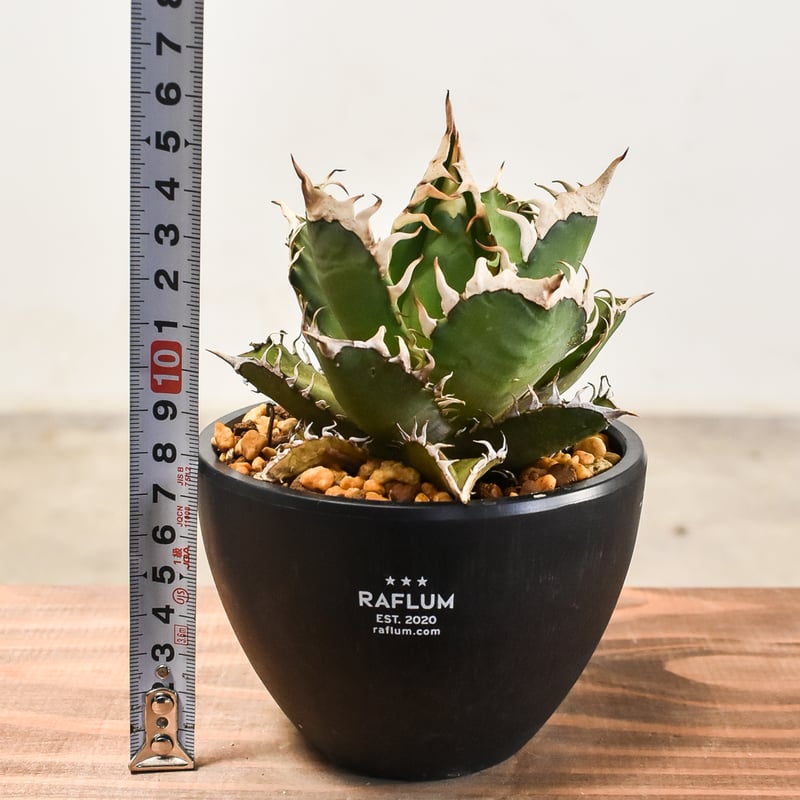 【高騰品種】5 バナナピール×レッドキャットウィーズル hyb アガベチタノタ 高騰品種】5 バナナピール×レッドキャットウィーズル hyb