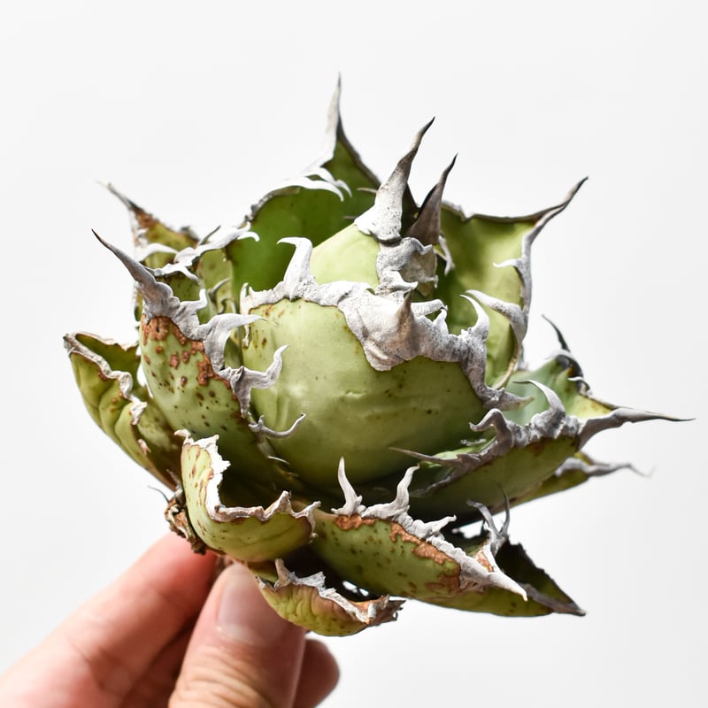 アガベ チタノタ 精品老シーザー / 精品老凱撒 【台湾 dragon agave産