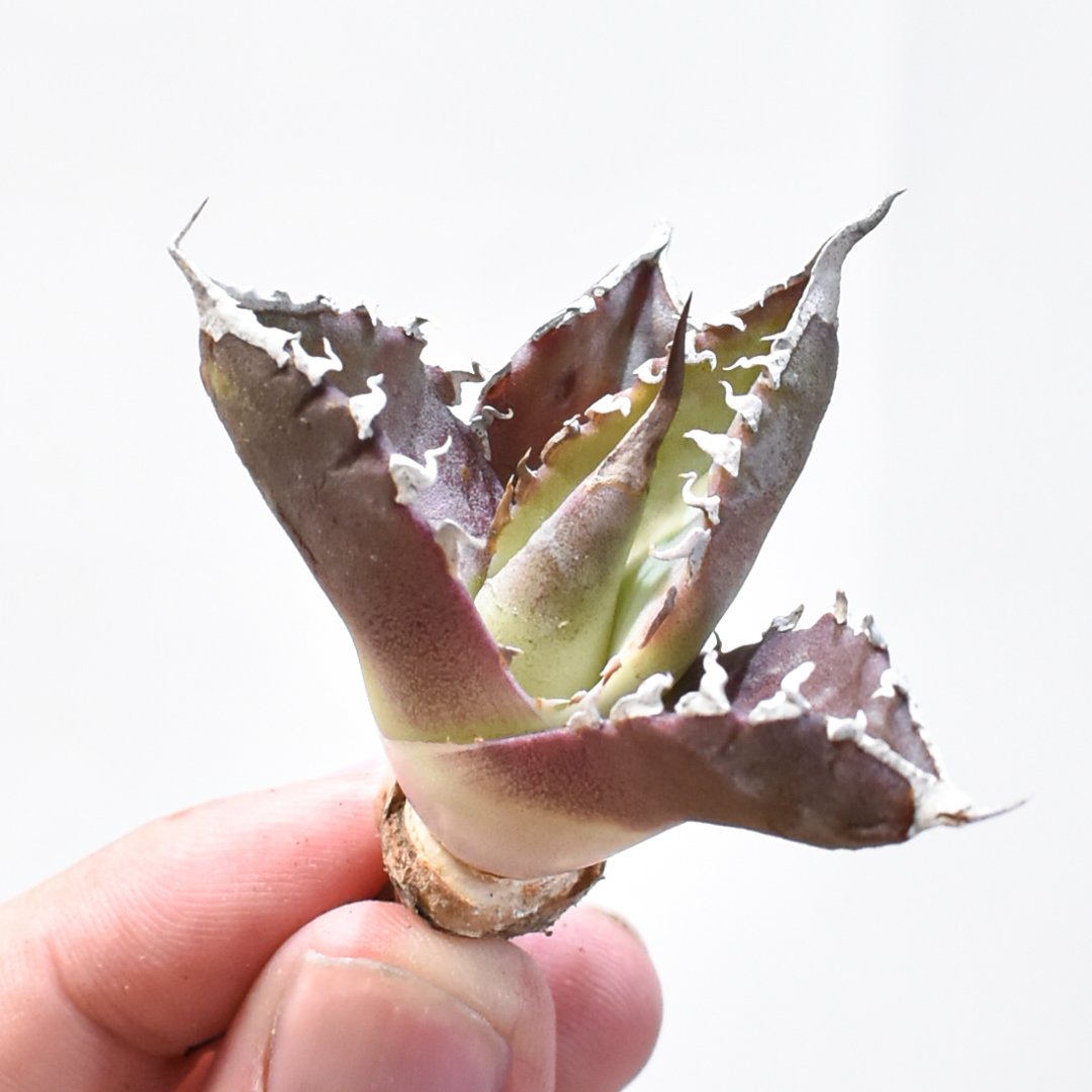 レア品種】アガベ チタノタ WANDA / 汪達【台湾 dragon agave産/抜き苗/