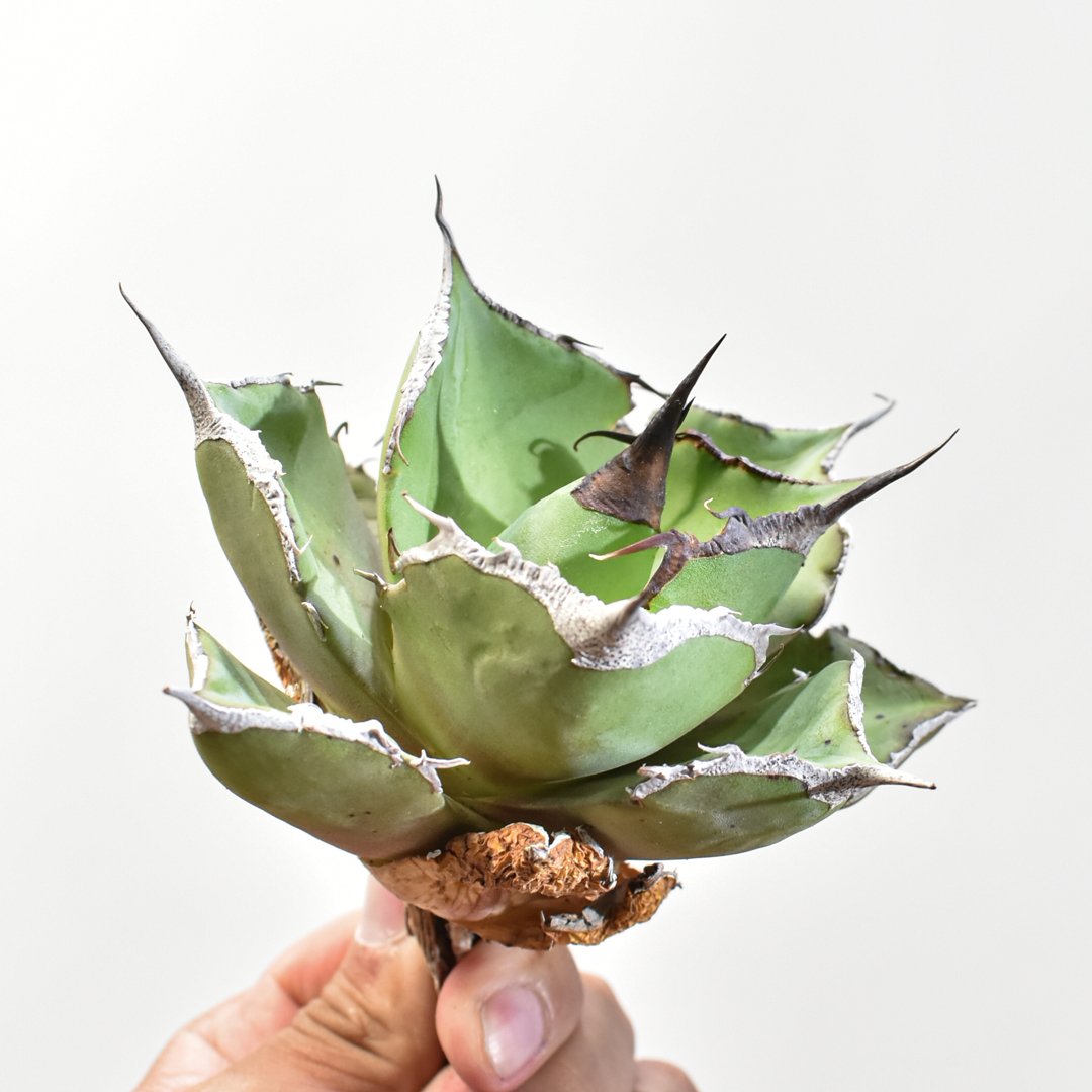 アガベ チタノタ アガベ チタノタ