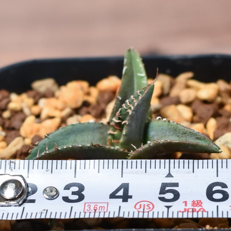 アガベ チタノタ シャークソード 