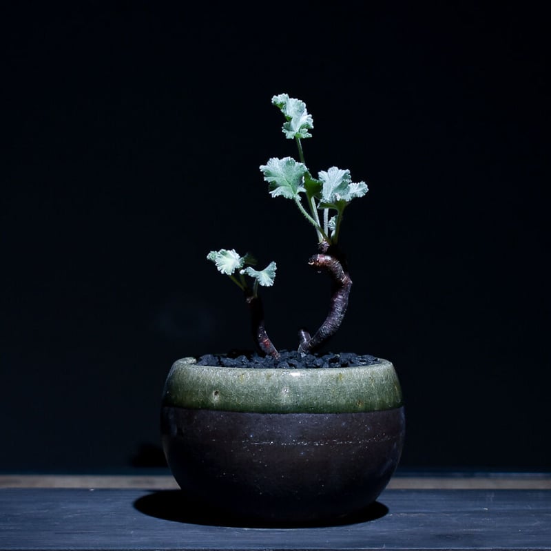 1.ペラルゴニウム ミラビレ【発根しました】 ペラルゴニウム・ミラビレの切り枝を水耕で発根管理してみる