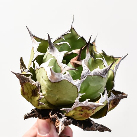 アガベチタノタ姫巌竜 | STORES