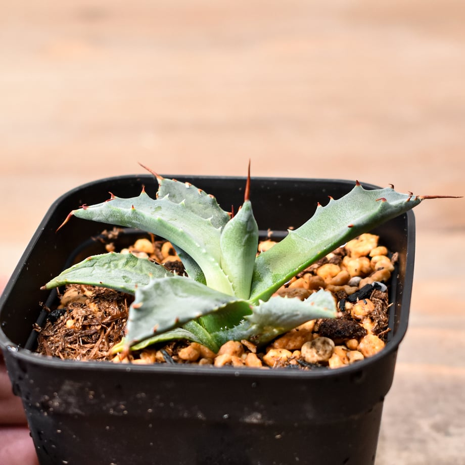 698fa36b8fd887bdb2692c18