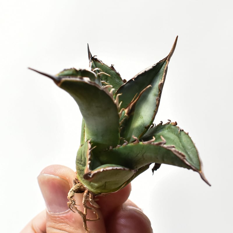 アガベ オテロイ 