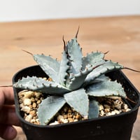 プヤ セルーレア【発根済み】HK2401937(T) | RAFLUM / ラフラム｜東京