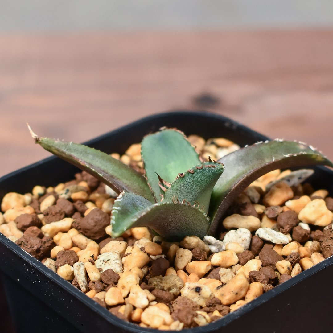 アガベ　チタノタ　シャークソード　良血統 アガベ チタノタ シャークソード 良血統 アガベ チタノタ