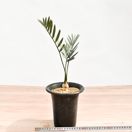 【国際希少野生動植物種登録票付】エンセファラルトス レーマニー RFHK-388
