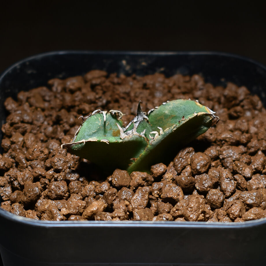 アガベ　チタノタ　追星　COK アガベ・チタノタ CG01 追星（芽/大）-008｜agave CG01/Cok