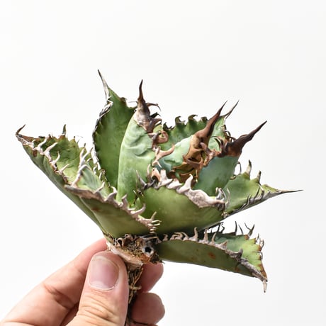 CATEGORY オテロイ / 実生 | RAFLUM / ラフラム｜東京、大阪の塊根植物