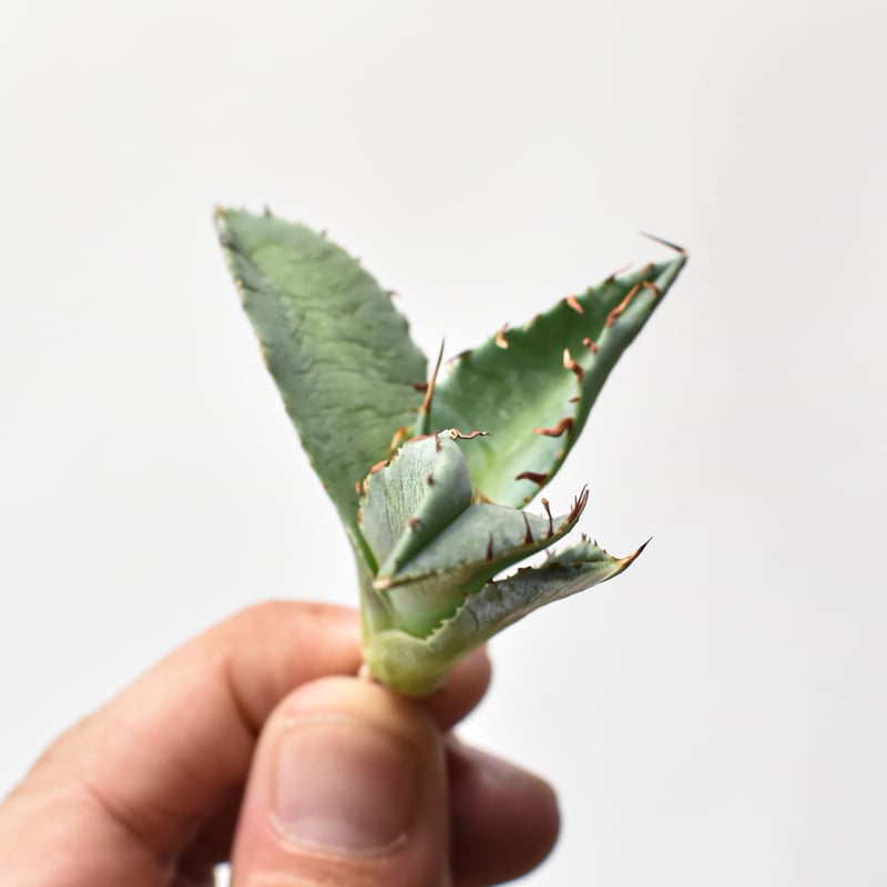 アガベ ハイブリット 