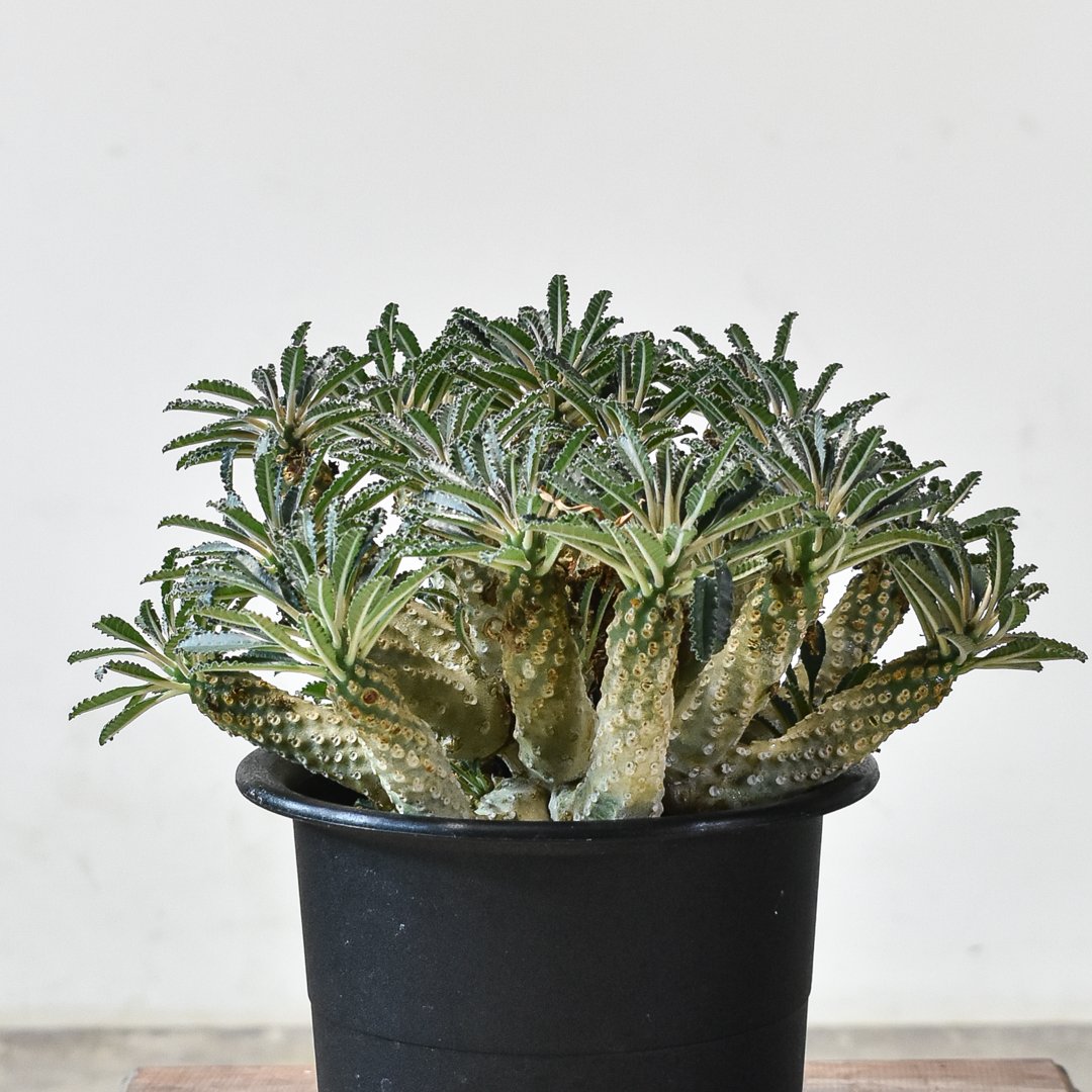 【レア/塊根植物】ドルステニア ラブラニー メス株（大株）鉢植え J レア/塊根植物】ドルステニア ラブラニー メス株（大株）鉢植え - D