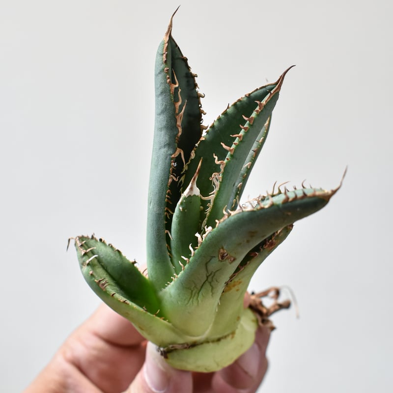 台湾産 アガベ ブツブツ 麻花 中株 小株】チタノタ 台湾産 ブツブツ 検