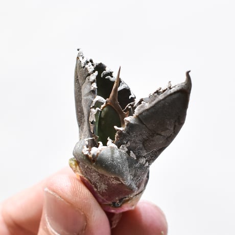 CATEGORY アガベ チタノタ 