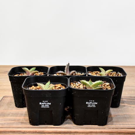 アガベオアハカ | STORES