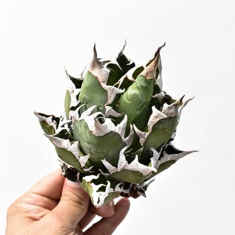 レッドキャットウィーズル | STORES